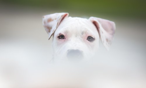 U okolici Čakovca dva psa napala troje ljudi, sedamdesetogodišnjak je izgrižen