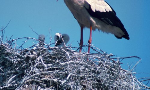 Domaćinima rodinih gnijezda po 700 kuna