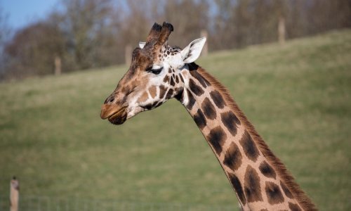 Za YouTube okot žirafe je - pornografija