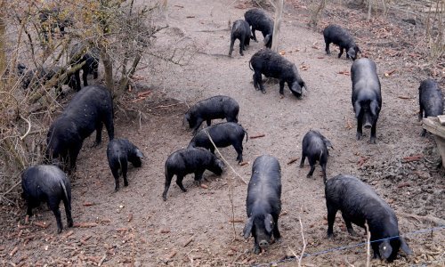 Srbija zabranila uvoz sve hrane životinjskog podrijetla iz Mađarske