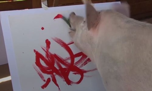 Talentirani Pigcasso zarađuje sustanarima za smještaj i hranu