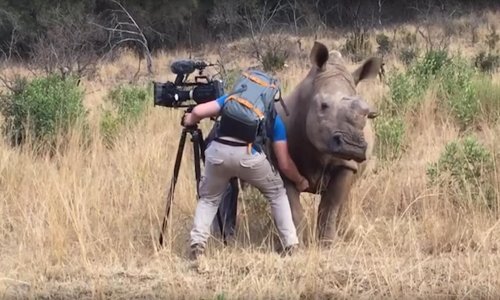 Čak su i nosorozi samo velike maze