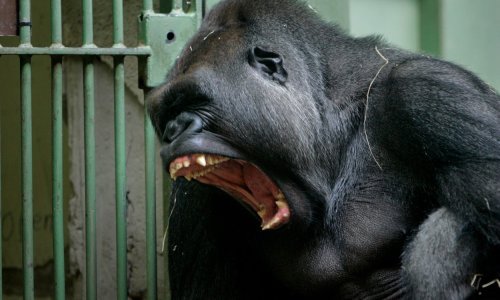 Zašto Vijetnamci žele podići spomenik King Kongu?