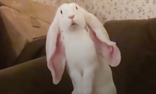 Jeste li spremi za kompilaciju suludo slatkih uskršnjih zečeva?