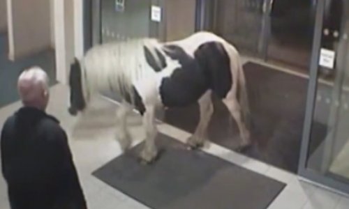 Pobjegao od kuće pa ušetao ravno u policijsku postaju