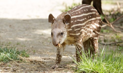 A zvijezda zagrebačkog zoološkog vrta je - hodajuća pisanica!