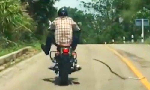 Ono kad bezbrižno voziš motor i ničim izazvana napadne te - zmija!