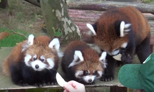 Mladunci crvene pande baš su neodoljivi