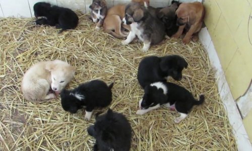 Kako netko može odbaciti ovako divna stvorenja? 19 predivnih štenaca traže dom