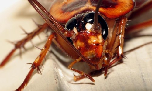 Zašto, zaboga, žohari obožavaju PlayStation 4?