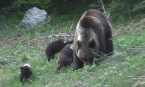 Predivan prizor - medvjedica s mladuncima na Velebitu uživa u proljeću