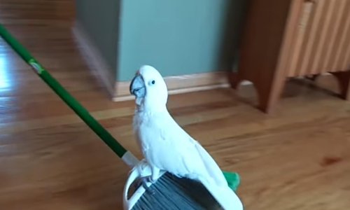 Gospodin Darcy je šašavi papagaj koji voli vožnje na metli