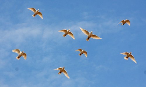 Golubovi pismonoše sličniji su nam nego što smo mislili