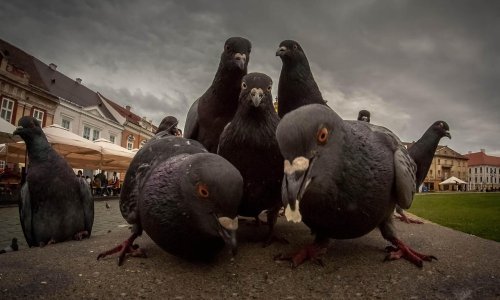 Ove životinje morale bi biti na naslovnicama opakih rock albuma