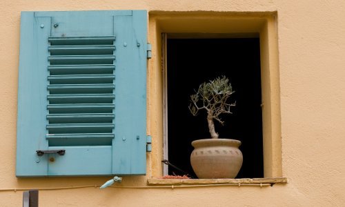 Ova je biljka novi hit u ukrašavanju interijera