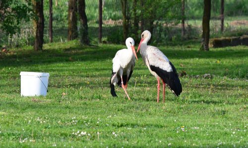 Zbog Klepetana pisao predsjedniku Libanona: 'Ne dozvolite da ubiju mog Klepu'