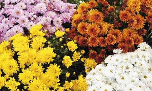 Ovo su biljke koje nikad ne biste trebali uzgajati u kući