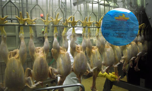 U smrznutim pilećim fileima nađena salmonela