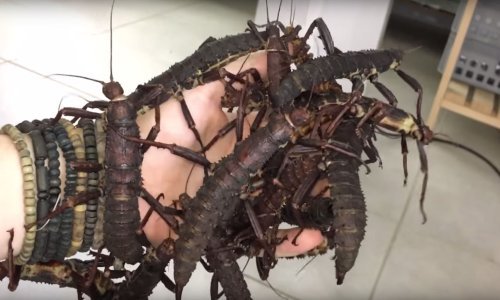 Biste li vi dopustili da vam insekti ovako šeću po rukama?