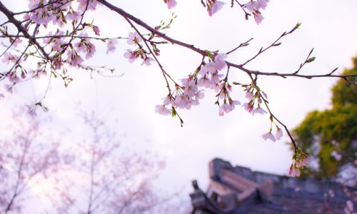 Majka priroda priredila je cvjetni vatromet u ovom spektakularnom videu