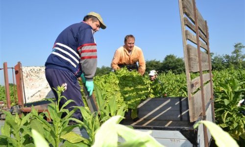 Proizvođači duhana dobili čak 50 milijuna kuna