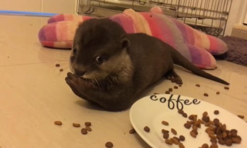 Slatka vidra ima svoju verziju jutarnje kave