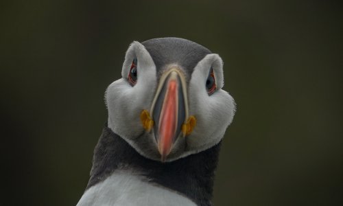 Sonyjeva serija fotografija iz divljine otkriva ugrožene vrste životinja