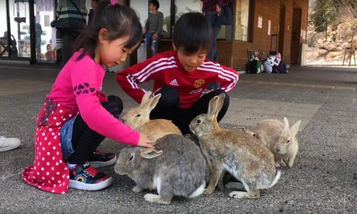 Otok zečeva čini se kao pravi raj