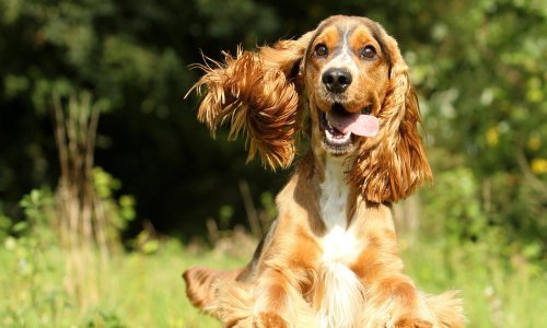 Koje su dobre vježbe za pse