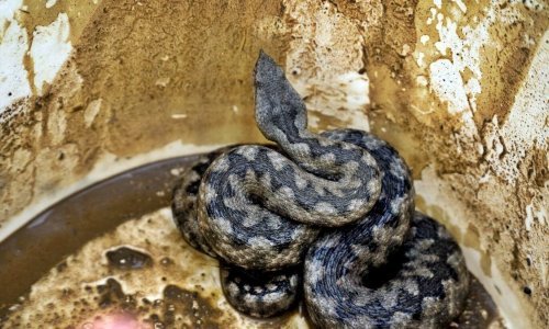 Pogledajte akciju spašavanja poskoka na Velebitu