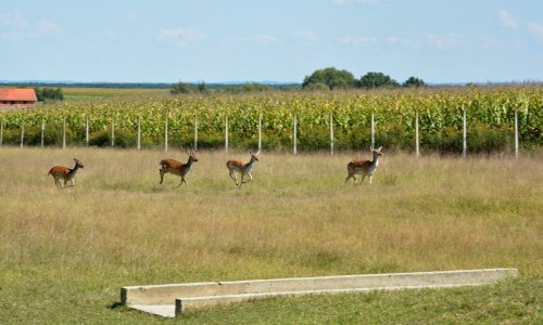 Vozite od Zagreba prema moru? Čuvajte se divljači!
