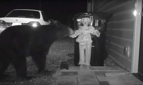 Ni medvjedu nije svejedno kad klaun čuva kantu za smeće