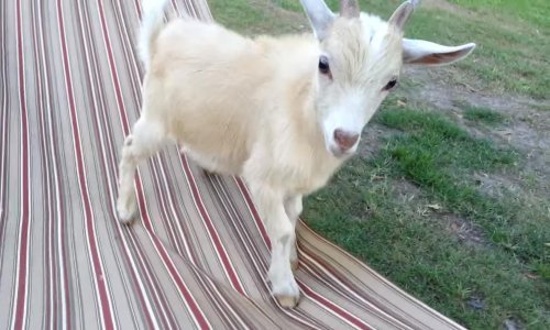 Živahni kozlić ne razumije što znači odmor