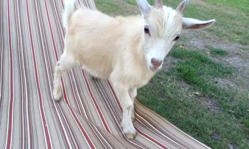 Živahni kozlić ne razumije što znači odmor