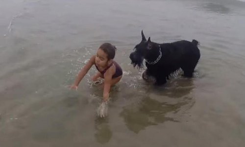 Brižni pas budno pazi na malu gospodaricu