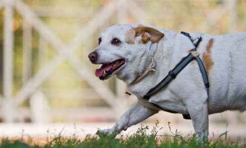 Što kod pasa povećava šansu od toplinskog udara