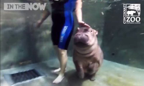 Od ove slatke afričke bebe ubojitiji je samo komarac