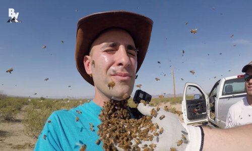 Ovako izgleda kad naljutite 3000 pčela