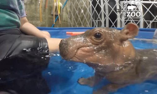 Mali nilski konj naučio plivati