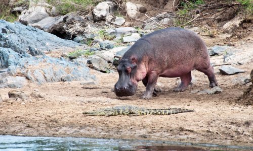 U zagrebački ZOO stigla patuljasta vodenkonjica