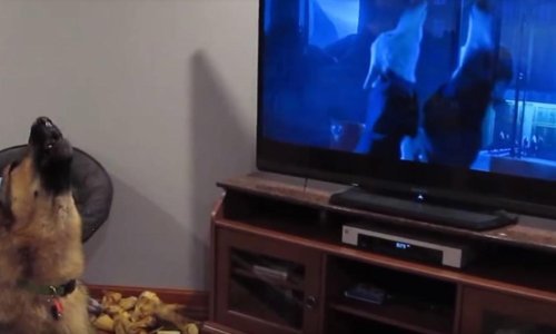 Slatki njemački ovčar zavija s crtićem