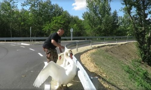 Zabrinuti ljudi pomogli labudovima do vode