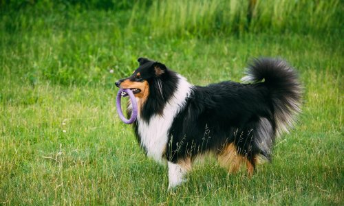 Zašto bi šetlandski ovčar mogao biti za vas