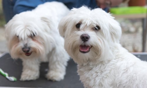 Ova bizarna umjetna inteligencija novopečene vlasnike uči brinuti se o psu