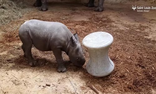 Slatki mali nosorog vježba da postane glavni frajer