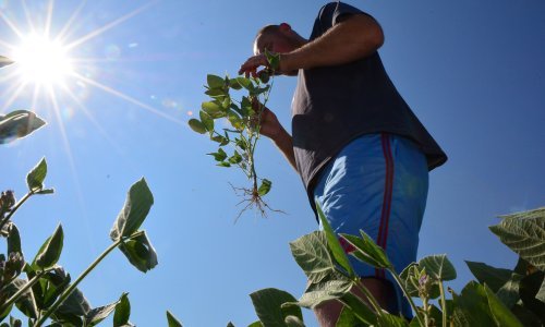 Njemačka obećala 340 milijuna eura potpore poljoprivrednicima; suša prijeti i Danskoj
