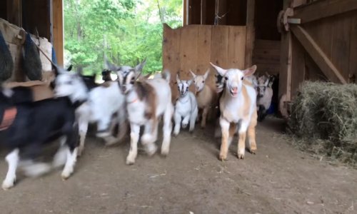 Ono kad 47 koza potrči na doručak