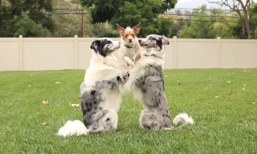 Četiri pametna psa izvode trikove