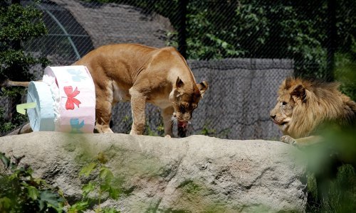 Zagrebački ZOO slavi 92. rođendan i prvi rođendan lavića Tume i Uzuri