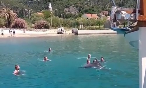 U Dubrovačkom primorju dupin zaplivao s kupačima